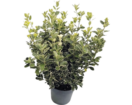 Brslen japonský Euonymus japonicus s bílo-zelenými panašovanými listy v šedém květináči.