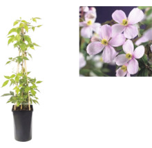 Clematis montana Rubens v černém květináči s bambusovou oporou a detailní pohled na růžové květy.