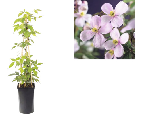 Clematis montana Rubens v černém květináči s bambusovou oporou a detailní pohled na růžové květy.