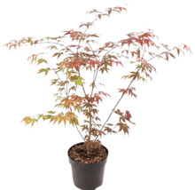 Javor dlanitolistý Acer palmatum v plastovém květináči s rozvětvenými větvemi a dlanitými listy v zelené a oranžovočervené barvě.