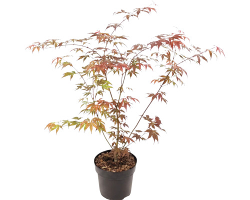 Javor dlanitolistý Acer palmatum v plastovém květináči s rozvětvenými větvemi a dlanitými listy v zelené a oranžovočervené barvě.