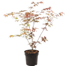 Javor dlanitolistý Acer palmatum v černém plastovém květináči