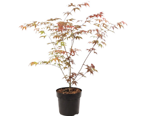 Javor dlanitolistý Acer palmatum v černém plastovém květináči