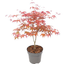 Javor dlanitolistý Acer palmatum v plastovém květináči s mulčovací kůrou.