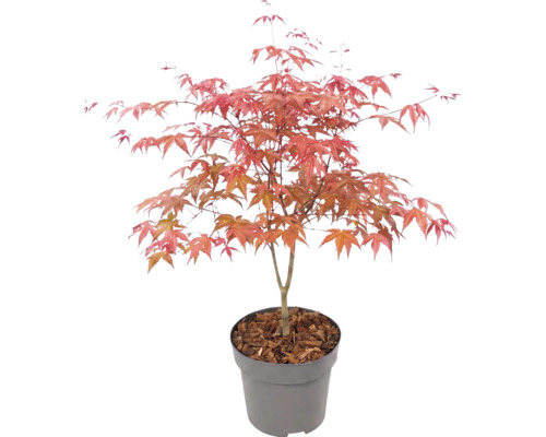 Javor dlanitolistý Acer palmatum v plastovém květináči s mulčovací kůrou.