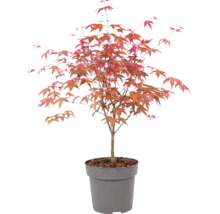 Javor dlanitolistý Acer palmatum v plastovém květináči s načervenalými listy.
