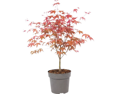 Javor dlanitolistý Acer palmatum v plastovém květináči s načervenalými listy.