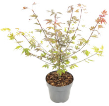 Javor dlanitolistý Acer palmatum v květináči s mulčovací kůrou.