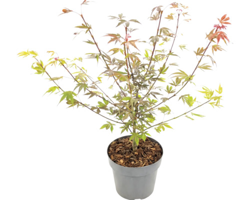 Javor dlanitolistý Acer palmatum v květináči s mulčovací kůrou.