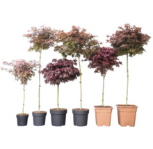 Šest japonských javorů Acer palmatum v různých výškách a barvách listů v květináčích.