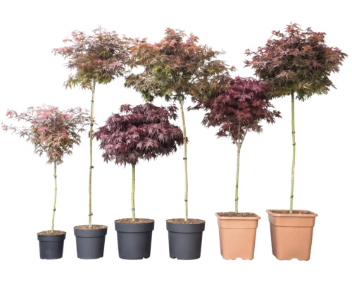 Šest japonských javorů Acer palmatum v různých výškách a barvách listů v květináčích.
