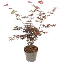 Javor dlanitý Acer palmatum s červenými listy v květináči.
