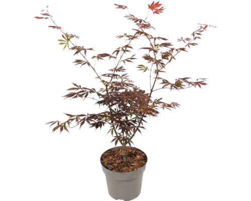 Javor dlanitý Acer palmatum s červenými listy v květináči.