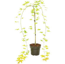 Javor dlanitolistý Acer palmatum v plastovém květináči s převislými větvemi a hvězdicovitými listy.