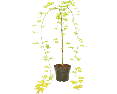 Javor dlanitolistý Acer palmatum v plastovém květináči s převislými větvemi a hvězdicovitými listy.