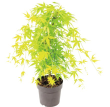 Javor dlanitolistý Acer palmatum v plastovém květináči