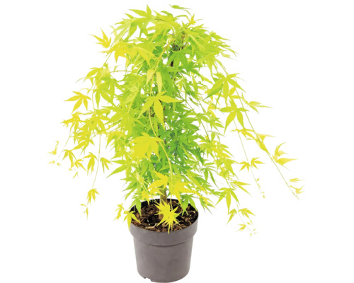 Javor dlanitolistý Acer palmatum v plastovém květináči