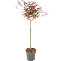 Javor dlanitolistý Acer palmatum s vícebarevnými listy v šedém plastovém květináči.
