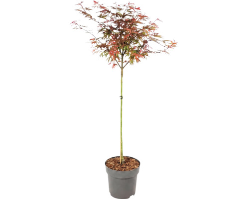 Javor dlanitolistý Acer palmatum s vícebarevnými listy v šedém plastovém květináči.