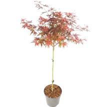 Javor dlanitolistý Acer palmatum na kmínku v květináči s načervenalými listy.