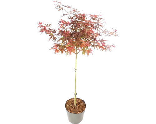 Javor dlanitolistý Acer palmatum na kmínku v květináči s načervenalými listy.