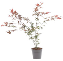 Javor dlanitolistý Acer palmatum v květináči s jemnými listy.