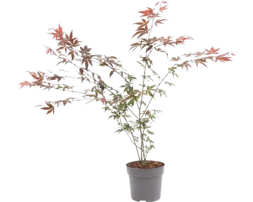 Javor dlanitolistý Acer palmatum v květináči s jemnými listy.