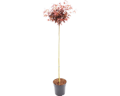 Červený javor dlanitolistý Acer palmatum na kmínku v pěstebním květináči.