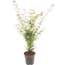 Javor dlanitolistý Acer palmatum s jemnými listy v šedém květináči.
