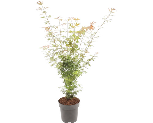 Javor dlanitolistý Acer palmatum s jemnými listy v šedém květináči.