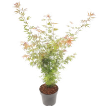 Javor dlanitolistý Acer palmatum v šedém plastovém květináči s jemnými zeleno-oranžovými listy.