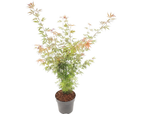 Javor dlanitolistý Acer palmatum v šedém plastovém květináči s jemnými zeleno-oranžovými listy.