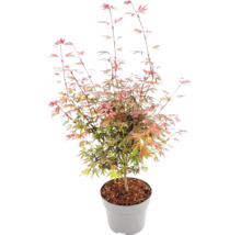 Javor dlanitolistý Acer palmatum v šedém plastovém květináči s mulčovací kůrou, jemné dělené listy.