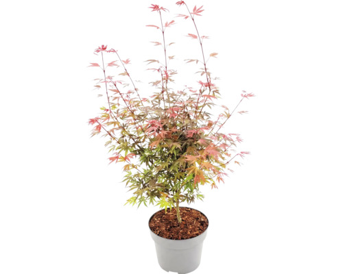 Javor dlanitolistý Acer palmatum v šedém plastovém květináči s mulčovací kůrou, jemné dělené listy.