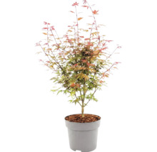 Javor dlanitolistý Acer palmatum v plastovém květináči s mulčem.