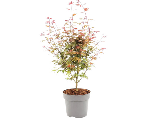 Javor dlanitolistý Acer palmatum v plastovém květináči s mulčem.