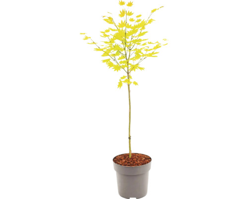 Japonský javor se žlutými listy v šedém květináči.