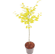 Javor dlanitolistý Acer palmatum se světle zelenými listy v květináči.