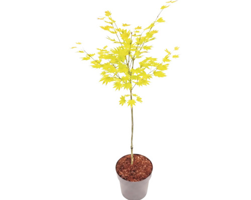 Javor dlanitolistý Acer palmatum se světle zelenými listy v květináči.