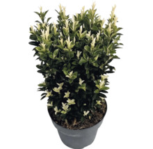 Brslen japonský Euonymus japonicus Paloma Blanca v květináči s tmavě zelenými listy a bílými výhonky.