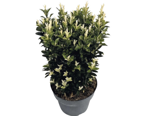 Brslen japonský Euonymus japonicus Paloma Blanca v květináči s tmavě zelenými listy a bílými výhonky.
