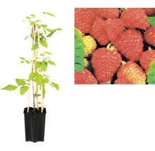 Maliník Rubus idaeus v černém květináči s bambusovými tyčkami a detailním záběrem zralých plodů.