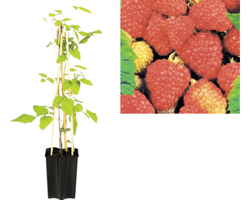 Maliník Rubus idaeus v černém květináči s bambusovými tyčkami a detailním záběrem zralých plodů.