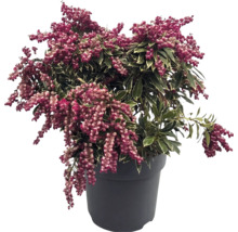Pieris japonica s pestrými listy a růžovými poupaty v tmavém květináči.