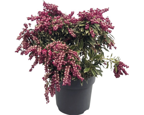 Pieris japonica s pestrými listy a růžovými poupaty v tmavém květináči.