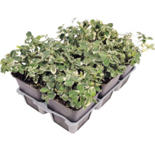 Brslen Fortuneův Euonymus fortunei v malých květináčích v pěstebním platu.