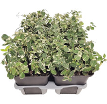 Brslen Euonymus fortunei s bílo-zelenými listy v pěstebních květináčích na přepravním podnosu.