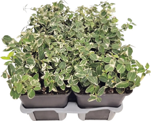 Brslen Euonymus fortunei s bílo-zelenými listy v pěstebních květináčích na přepravním podnosu.