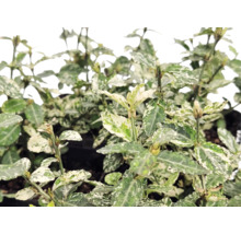 Brslen Euonymus fortunei s panašovanými bílo-zelenými listy.
