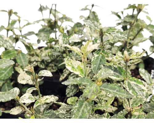 Brslen Euonymus fortunei s panašovanými bílo-zelenými listy.